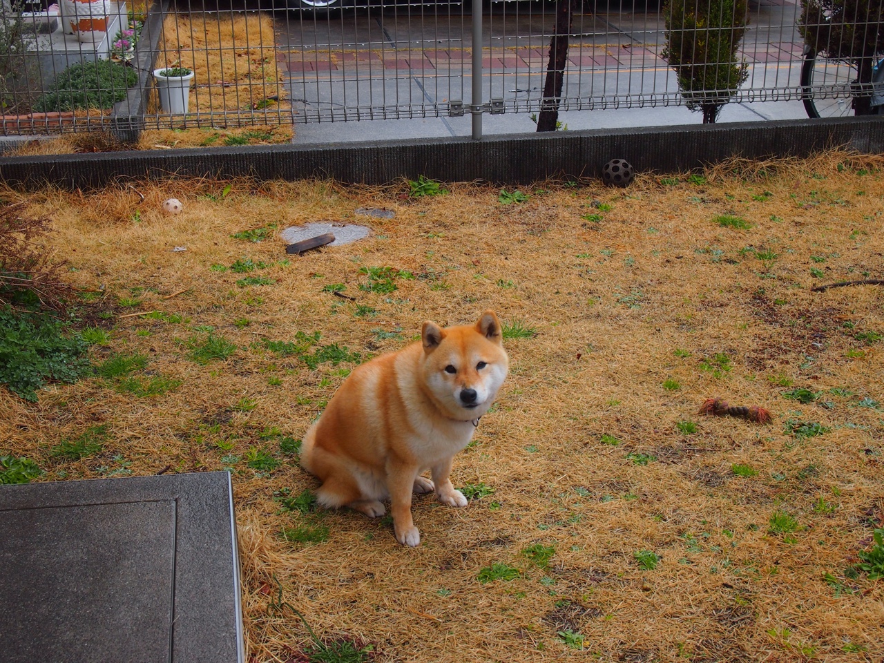 日本马术协会推出马术运动员健康管理系统,关注运动员身心健康。
